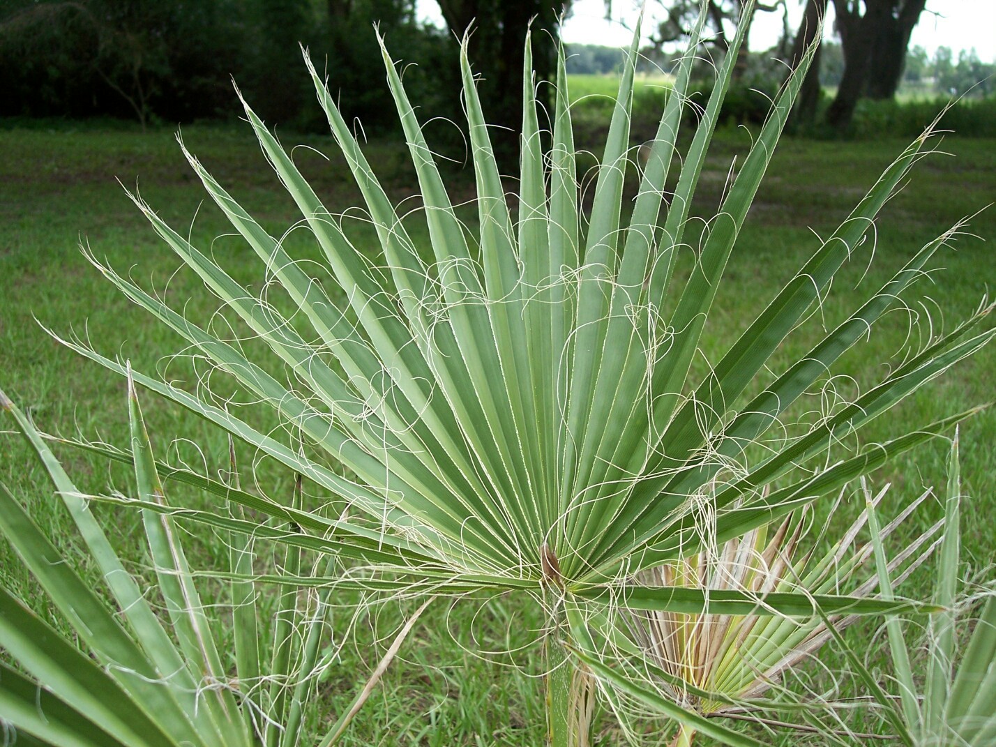 Blatt der Washingtonia filifera